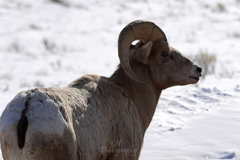 Rocky Mountain Big Horn Sheep - Big Horn Sheep & Mountain Goats