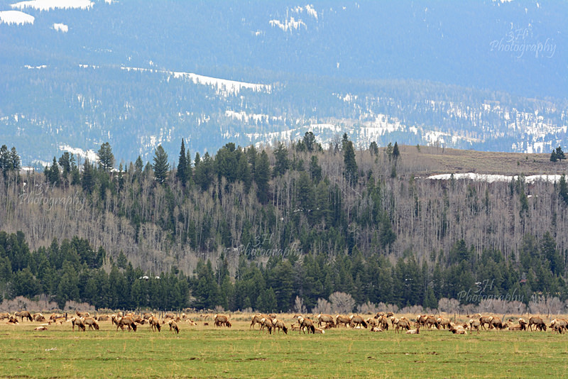 The Grand Teton Elk Migration - Elk & Deer