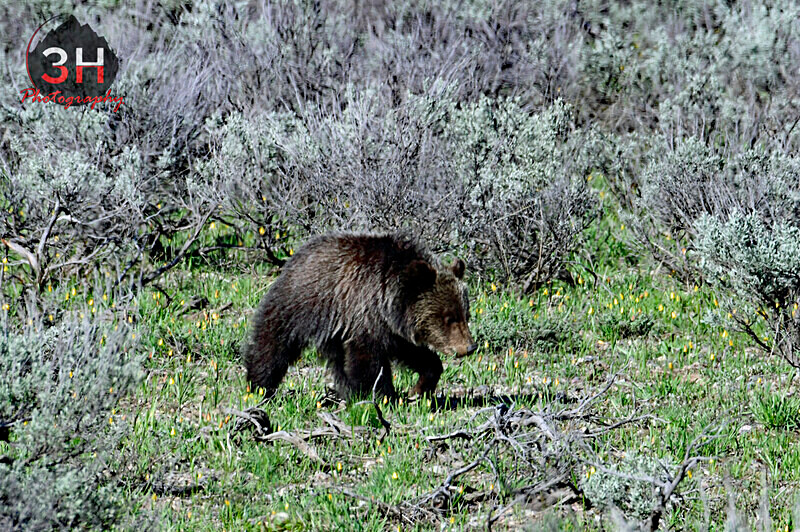 3HPhotography5-21-25_GTNP_981_ - Grand Teton NP Spring Shoot - May 2025