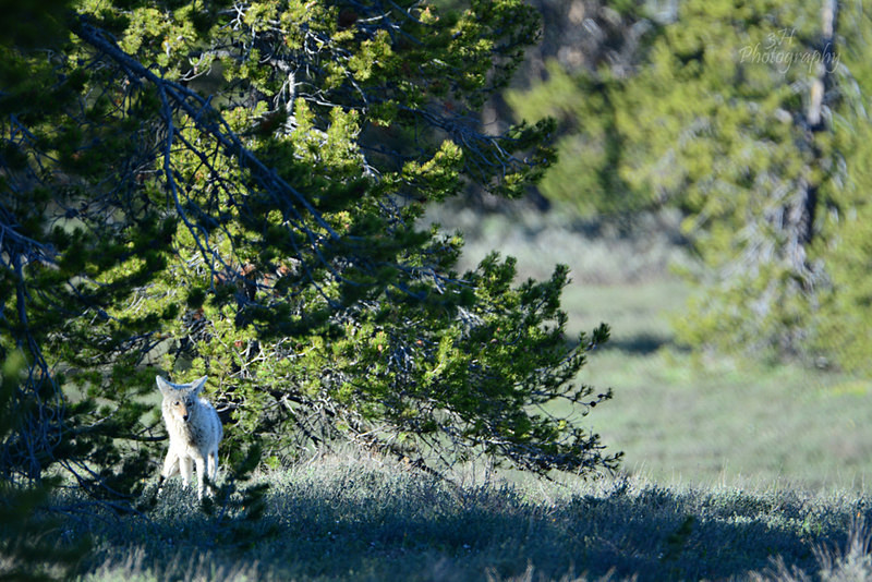 Hidden Survivor - Wolves, Foxes & Coyotes