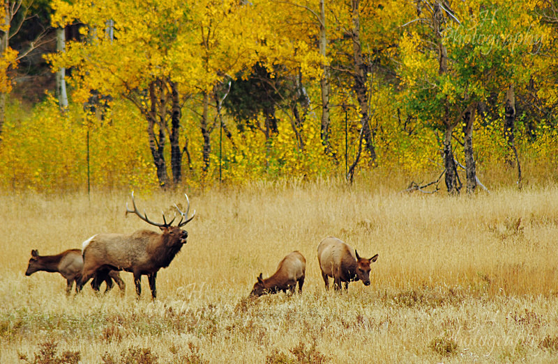 Calling All Challengers - Elk & Deer