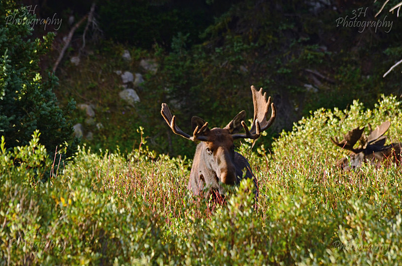 Fall Morning Grazing - Moose & Pronghorn (Antelope)
