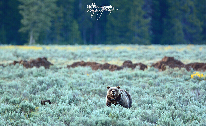 399_7970 - Grizzly #399 - Queen of the Tetons