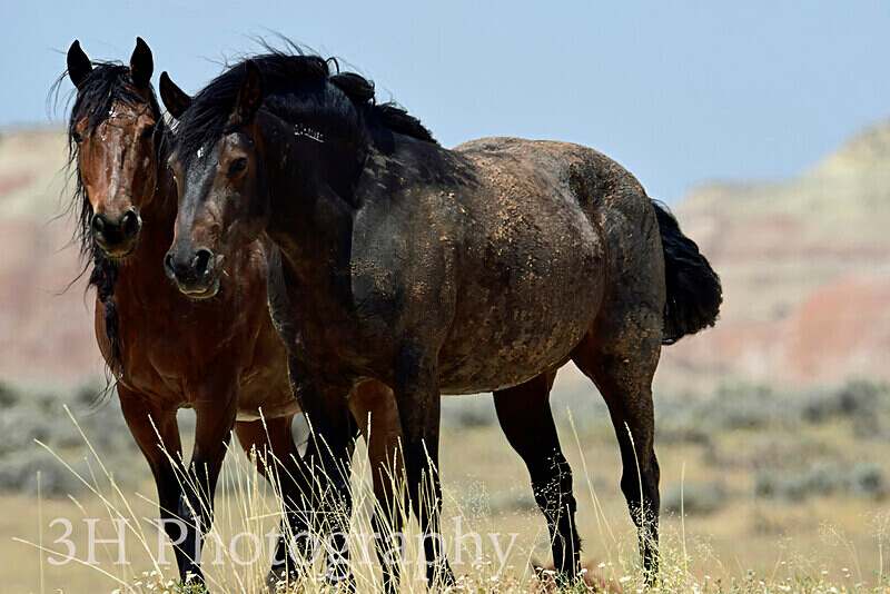 _DSC6427 - Bison & Horses