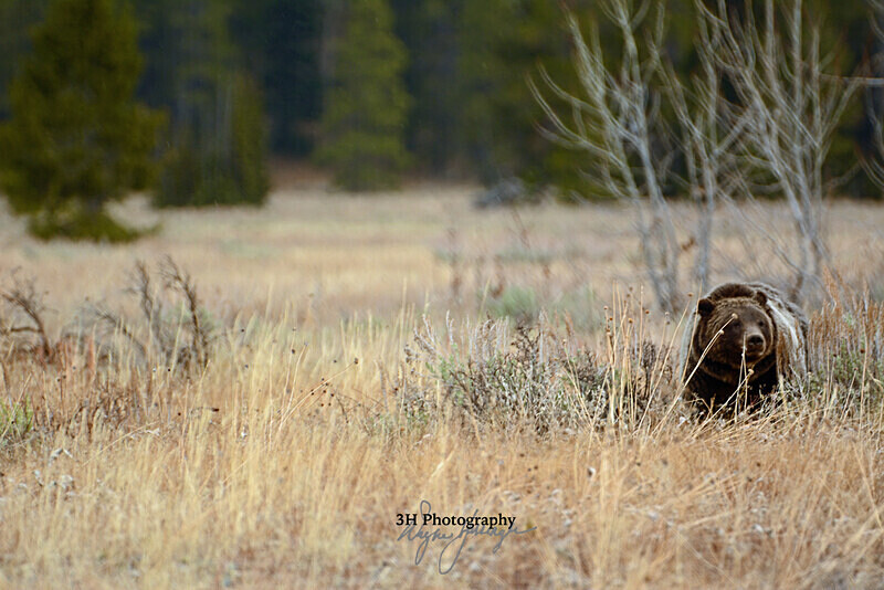 399 Thinking_2373 - Grizzly #399 - Queen of the Tetons