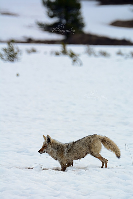 DSC_5472 - Wolves, Foxes & Coyotes