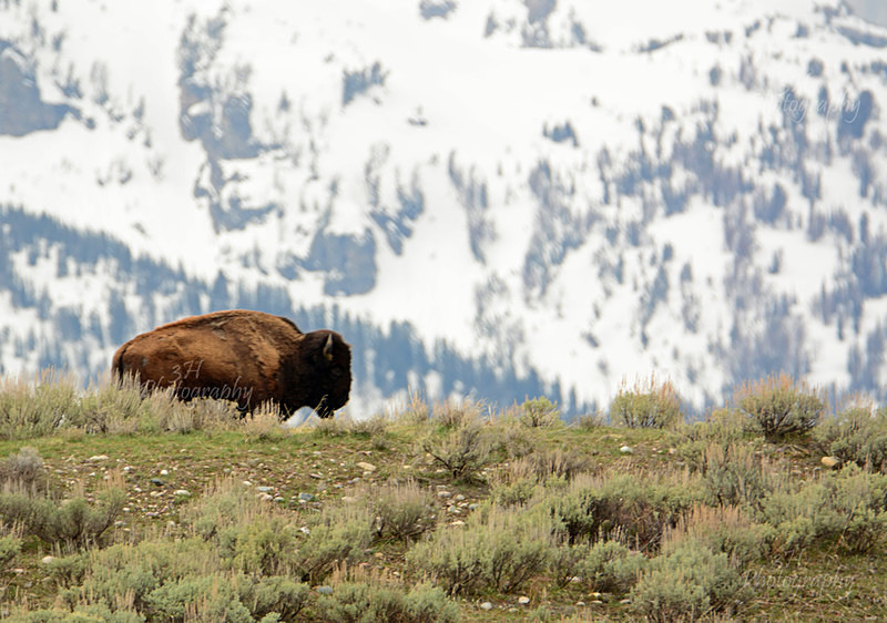 Patrolling the Gros Ventre - Bison & Horses