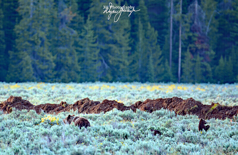 399  the Kids_7932 - Grizzly #399 - Queen of the Tetons