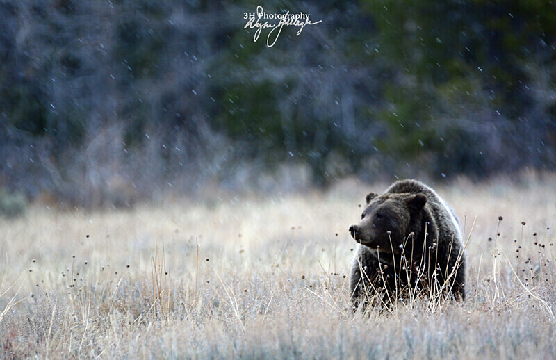 Autumns Finale_2578 - Grizzly #399 - Queen of the Tetons
