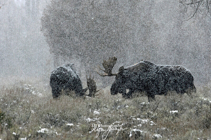3HPhotography_Grand_Teton_OCT2025_00185 - Grand Teton NP Fall Adventure - OCT 2025