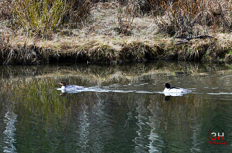 3HPhotography5-21-25_GTNP_505_ - Grand Teton NP Spring Shoot - May 2025