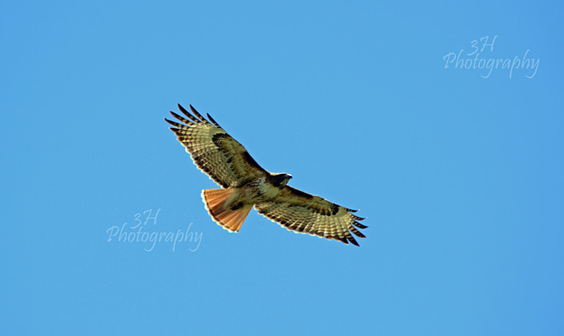 Out For Lunch - Raptors & Other Winged Friends