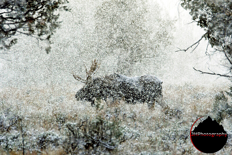 _DSC4541 - Moose & Pronghorn (Antelope)