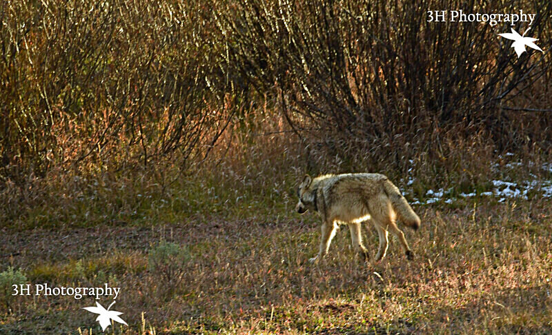 _DSC6283 - Wolves, Foxes & Coyotes