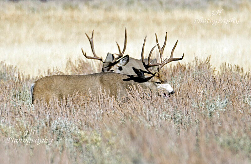 _DSC2992 - Elk & Deer