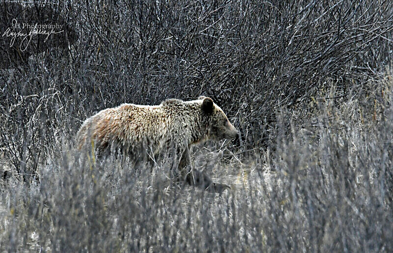 _DSC2739 - Bears: Grizzly & Black Bears