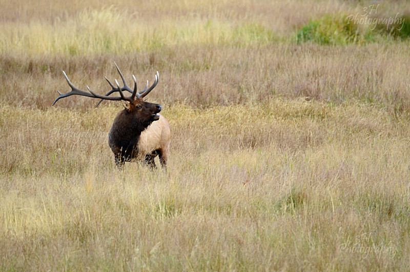 Rocky Mountain Bugle - Elk & Deer
