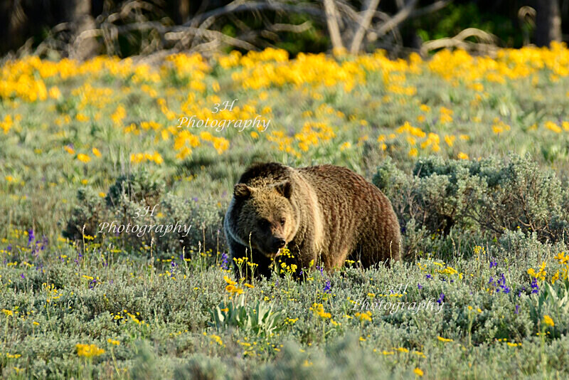 Stop  Smell the Flowers_0729-GTNP - Bears: Grizzly & Black Bears
