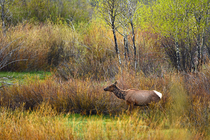 Springtime Beauty - Elk & Deer