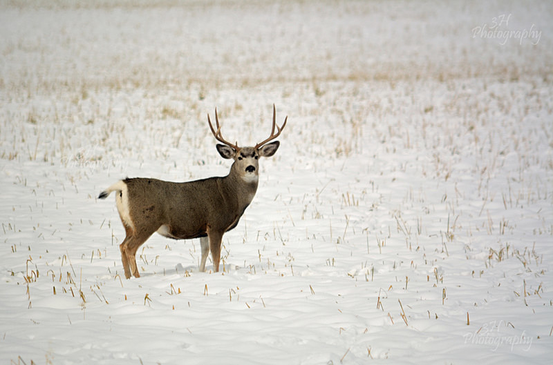 DSC_2845 - Elk & Deer
