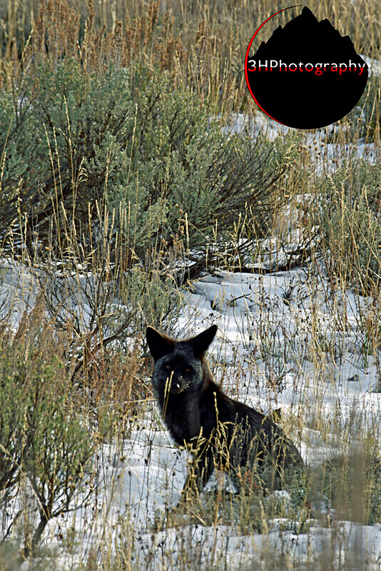 _DSC4754 - Wolves, Foxes & Coyotes
