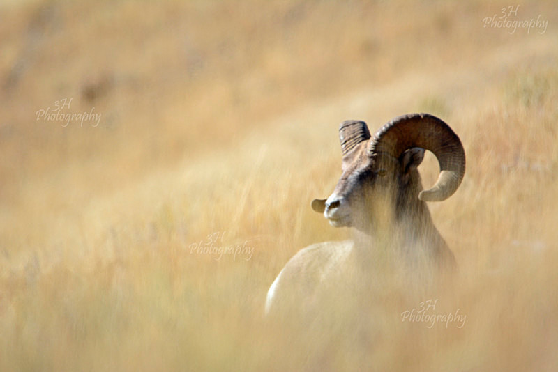 Big Horn Ghost - Big Horn Sheep & Mountain Goats
