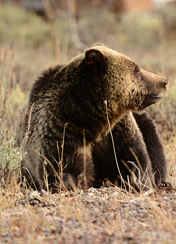 Chillin - Bears: Grizzly & Black Bears
