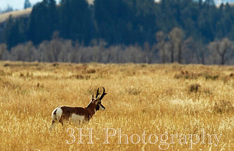 _DSC3734 - Moose & Pronghorn (Antelope)