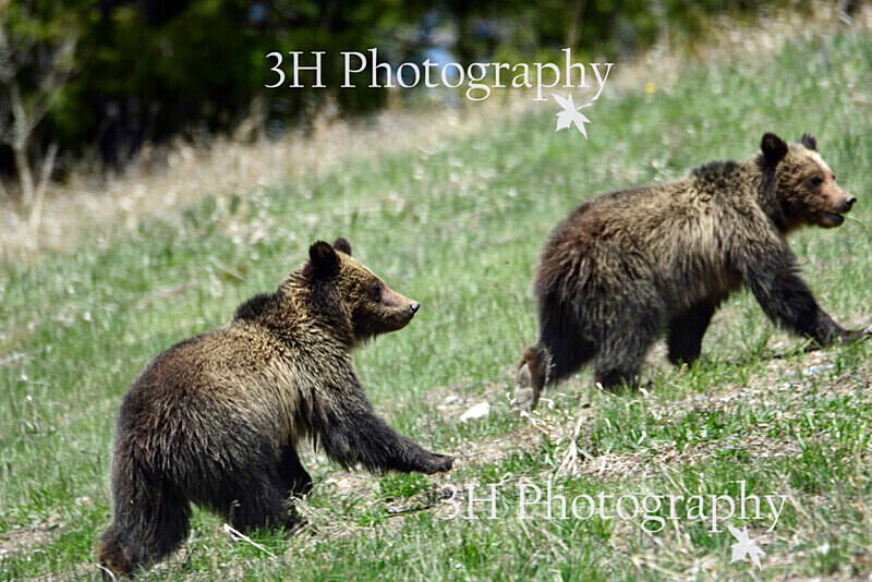 _DSC9337 - Bears: Grizzly & Black Bears