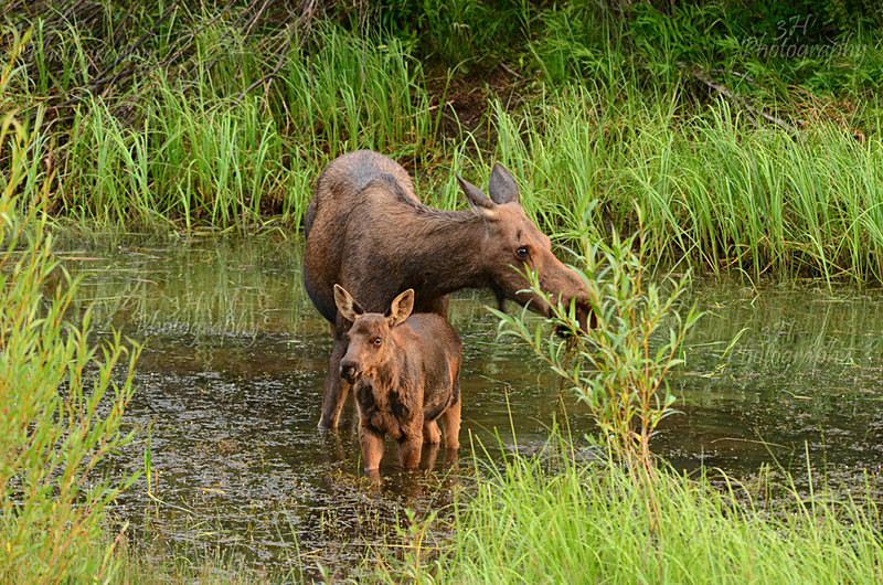 Mother  Me - Moose & Pronghorn (Antelope)