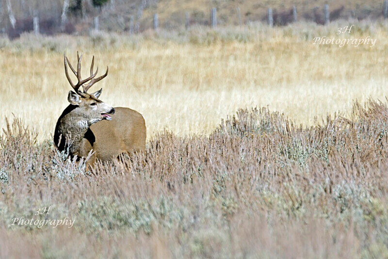 _DSC2986 - Elk & Deer