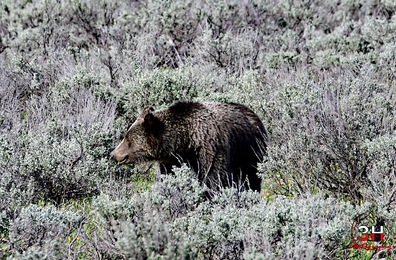 3HPhotography5-21-25_GTNP_922_GRIZZLY 1063 - Grand Teton NP Spring Shoot - May 2025