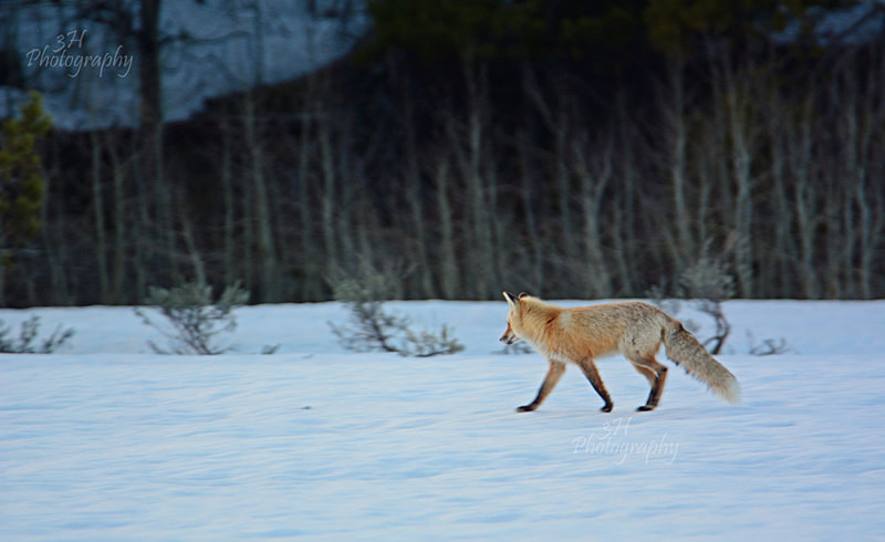 Shifty Hunter - Wolves, Foxes & Coyotes