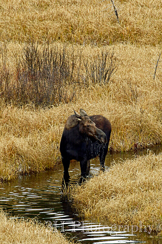 _DSC3218 - Moose & Pronghorn (Antelope)