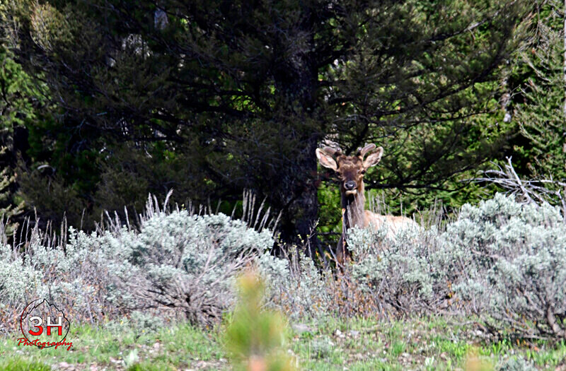 3HPhotography5-22-25_GTNP_1537_ - Grand Teton NP Spring Shoot - May 2025