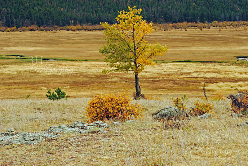 Fall Colors-Rocky Mountain NP - Western U.S. Landscapes