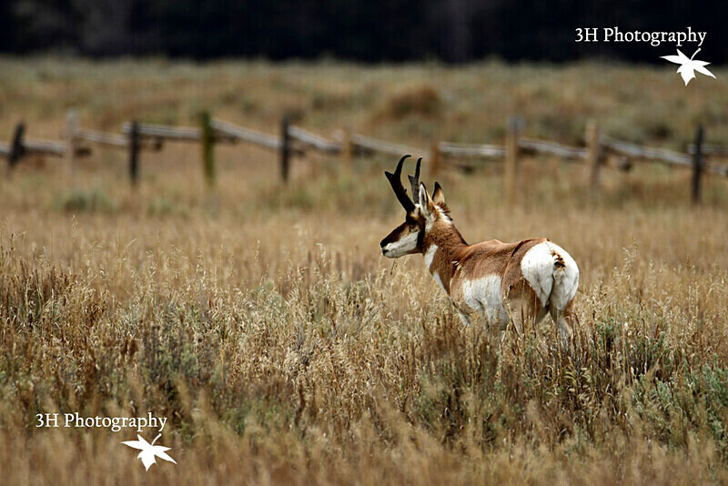 _DSC7044 - Moose & Pronghorn (Antelope)