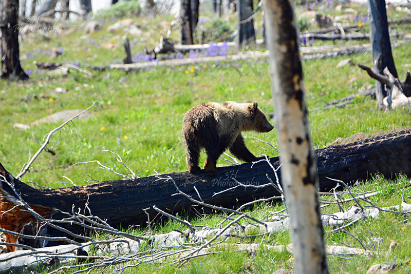 Snow - Bears: Grizzly & Black Bears