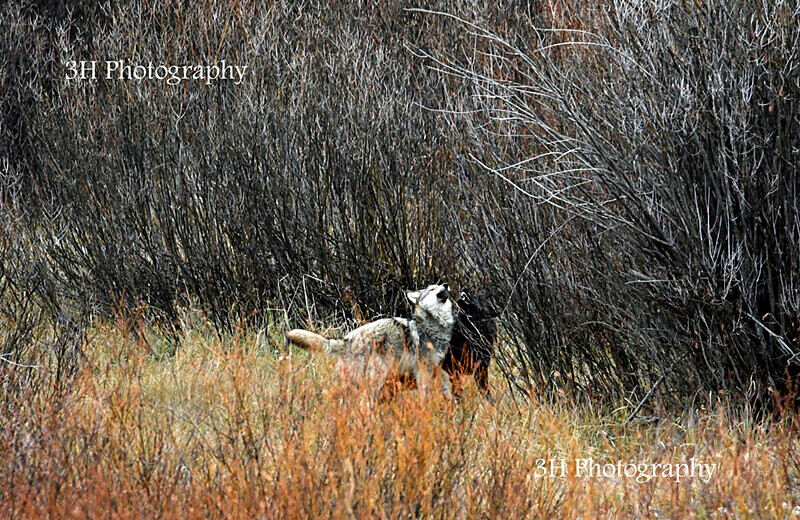 _DSC6399 - Wolves, Foxes & Coyotes