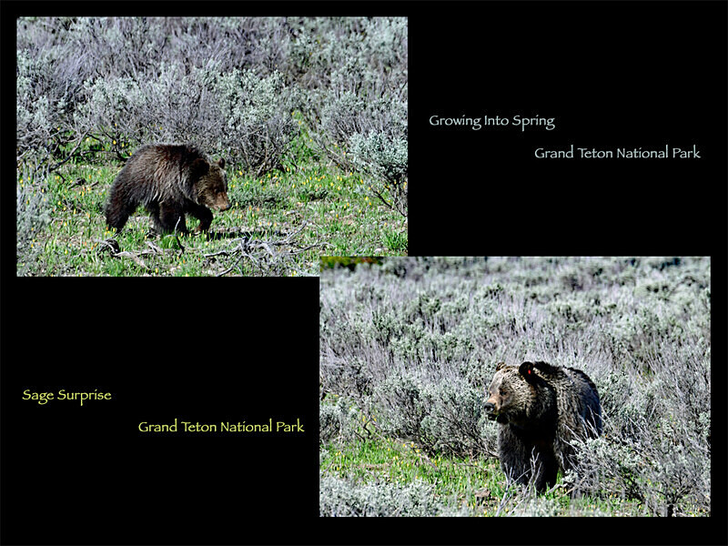 2026 Wildlife Images From Nature Calendar MAY PHOTO - The 2026 Wildlife Images Calendar Pictures