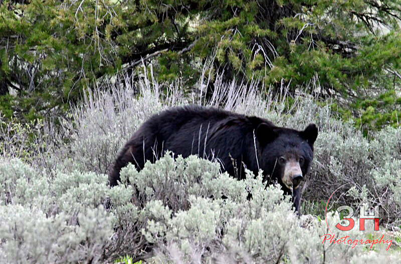 3HPhotography5-19-25_GTNP_161_ - Grand Teton NP Spring Shoot - May 2025