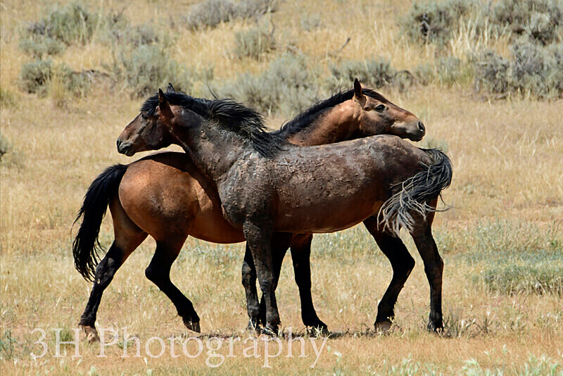 _DSC6561 - Bison & Horses