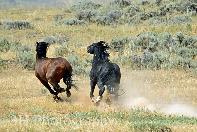 _DSC6629 - Bison & Horses