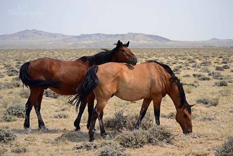 Friends - Bison & Horses