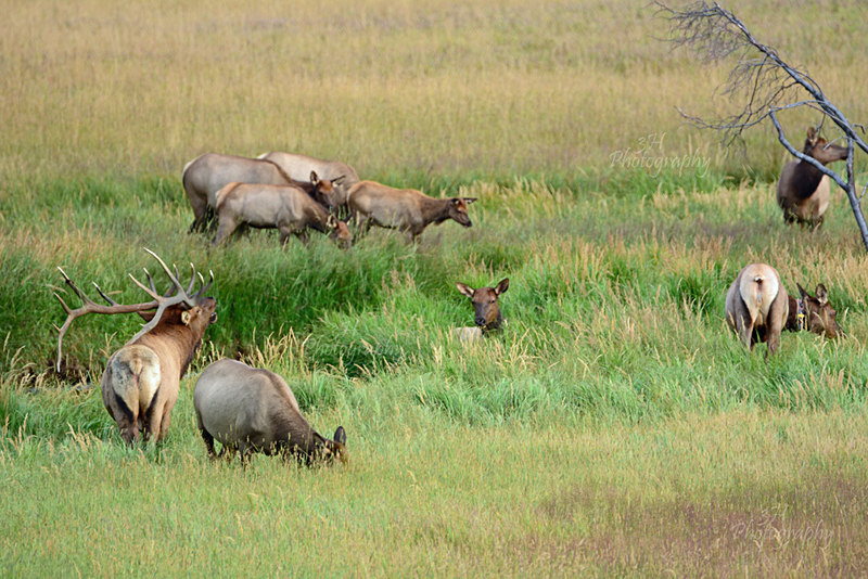 Keeping em in line - Elk & Deer