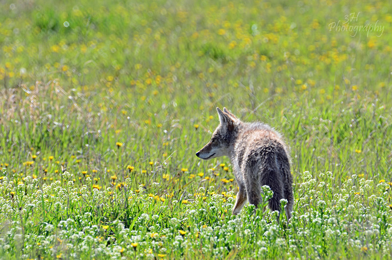Hunter on Alert - Wolves, Foxes & Coyotes
