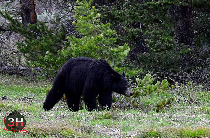 3HPhotography5-20-25_GTNP_382_ - Grand Teton NP Spring Shoot - May 2025