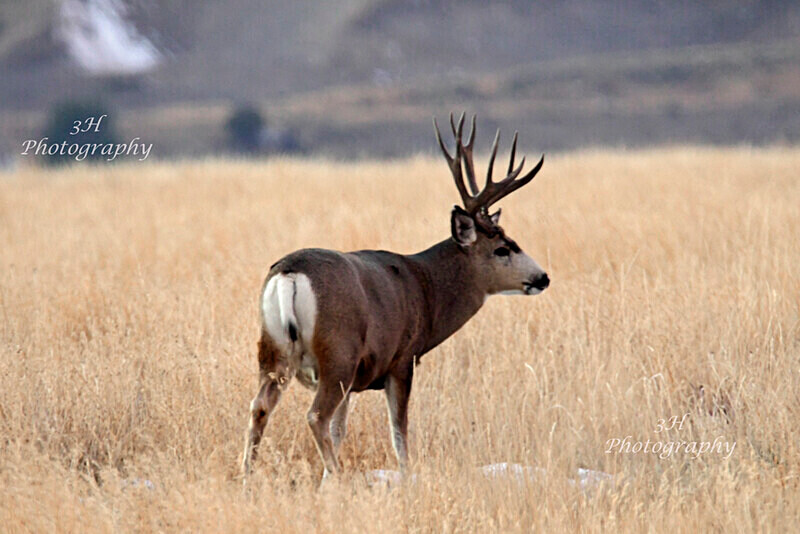 _DSC2123 - Elk & Deer