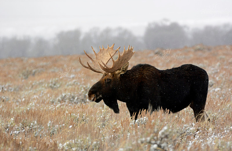 _DSC0081 - Moose & Pronghorn (Antelope)
