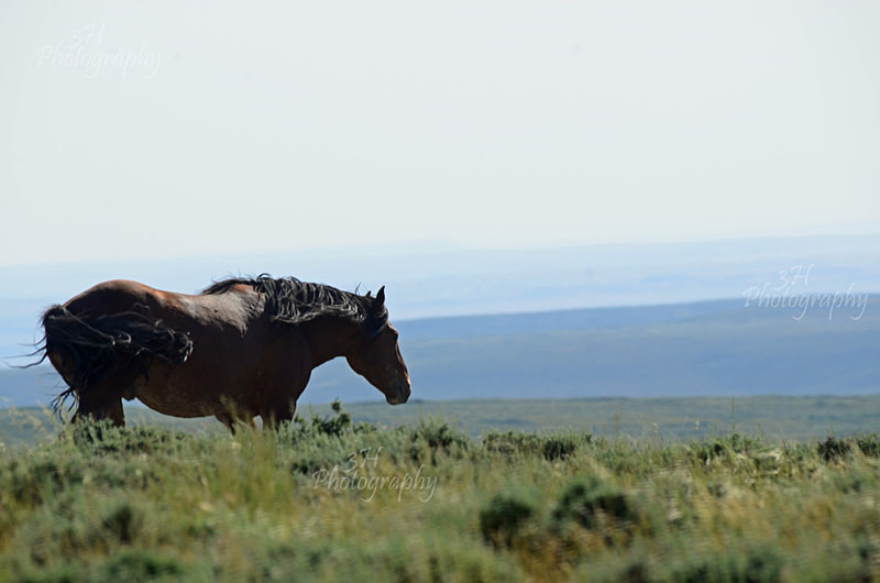 Sweetwater Stallion - Bison & Horses